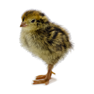 Keklik Civciv Yemi 25 Kg