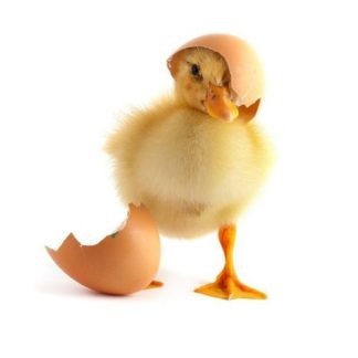 Ördek Civciv Yemi 25 Kg