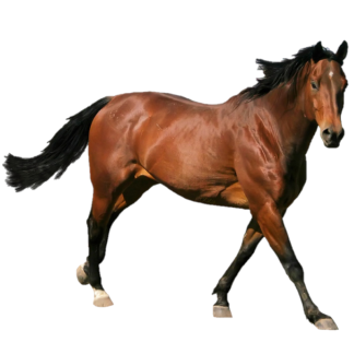 Konkur Atı Yemi 25 Kg